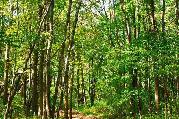 Thompson Park Trails