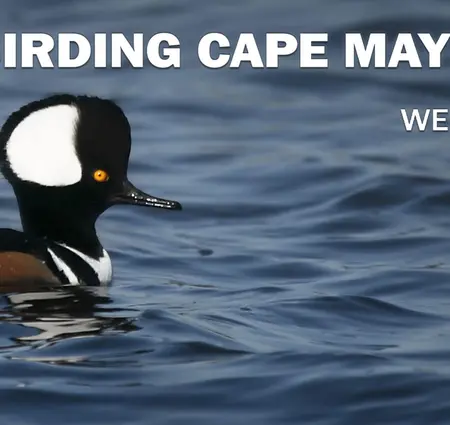 Birding Cape May Point