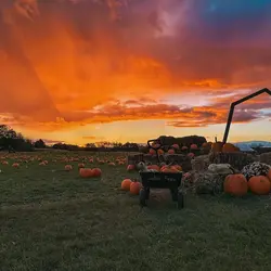 Lentini Farms
