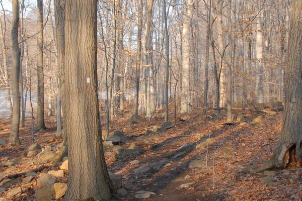 Davidson's Mill Pond