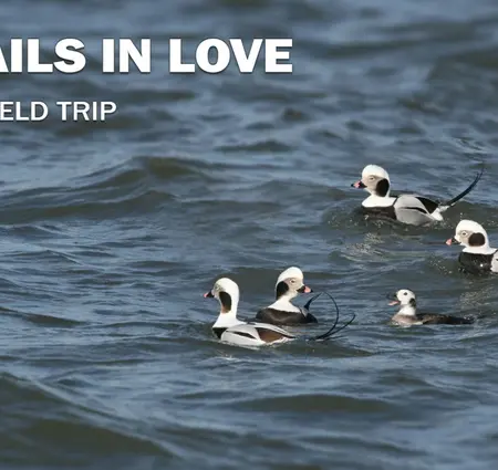 Longtails in Love