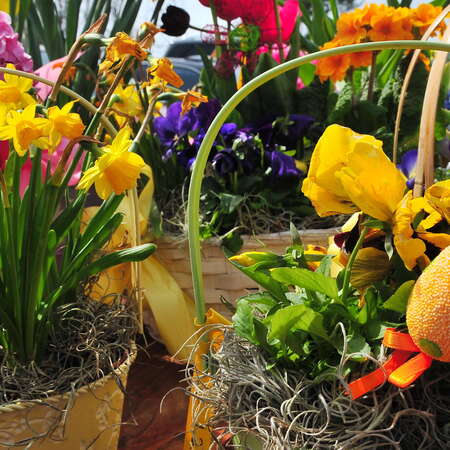 Photos Of: Oasis Family Farm - Plants Landscape (Easter 2014) - 04/19/2014