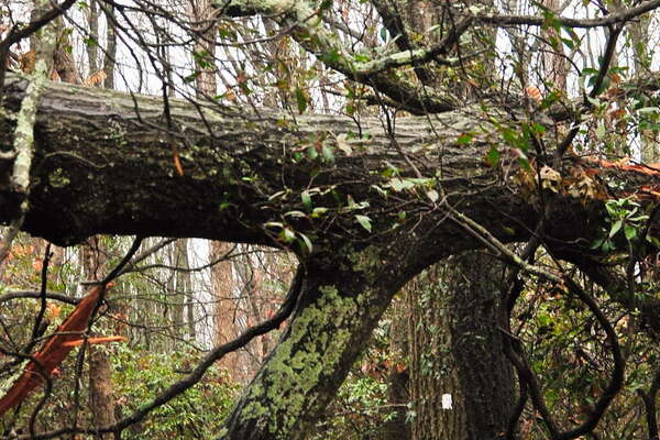 This large tree broke about 20 feet up .. what a mess