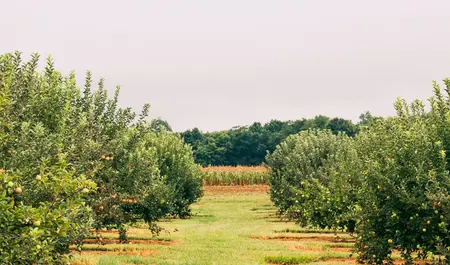 Eastmont Orchards