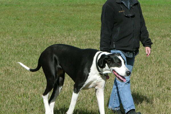 Thompson Park Dog Park Monmouth County
