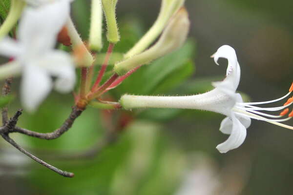 Nice flower at Webb's Mill Bog