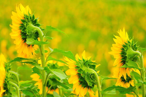 Always Facing East..