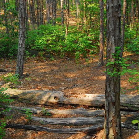 Photos Of: Estell Manor Park - Trails - 06/26/2009