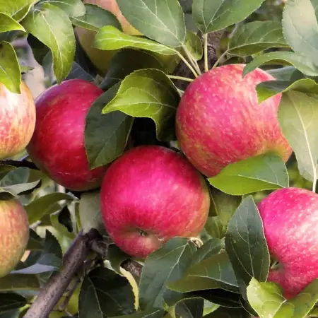 Melick's Town Farm (Califon Orchards)