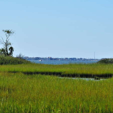 Post-Sandy Clean-Up to Begin at E.B. Forsythe NWR