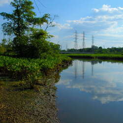 Abbott Marsh / Roebling Park -- Marsh - 07/18/2013