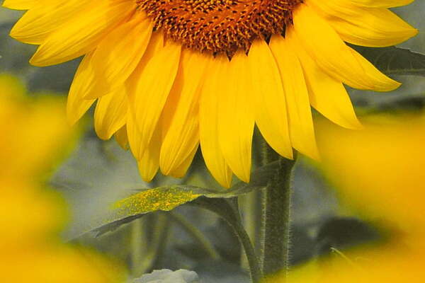 Black and White and Yellow and Orange