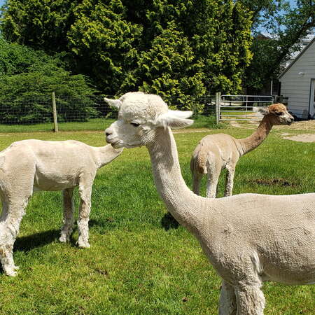 Alpacas on Allaire