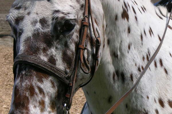 Horse Racing at Monmouth Park Racetrack