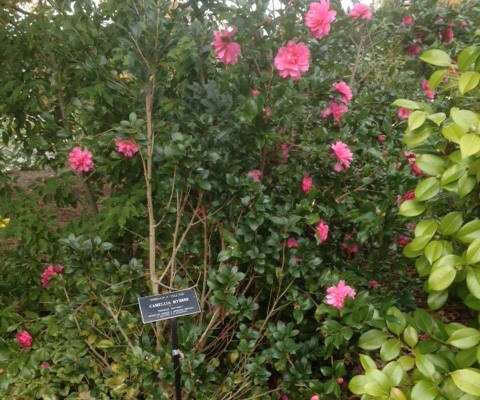 Linwood Arboretum