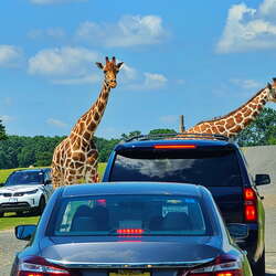 Six Flags Great Adventure Wild Safari