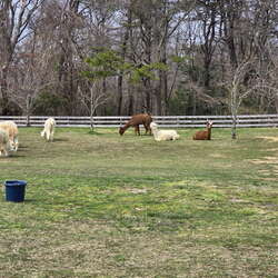 Alpacas are the best. Especially at Alpacas On Allaire - 05/04/2024