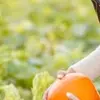 Johnson's Corner Farm Fall Harvest Festival Weekends